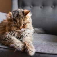 пожилая кошка