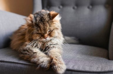 пожилая кошка